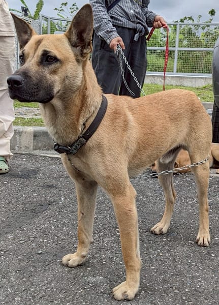 【待認養】混種犬 狗 (男生) - 花蓮縣狗貓躍動園區