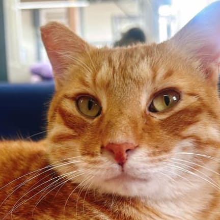 【急尋】混種貓 - 新北市汐止區水源路二段88巷 (橘虎斑)