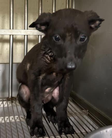 【待認養】混種犬 狗 (男生) - 桃園市動物保護教育園區