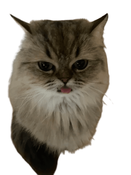 朵貓貓寵物沙龍坊