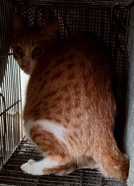 【待認養】混種貓 貓 (男生) - 新北市三芝區公立動物之家