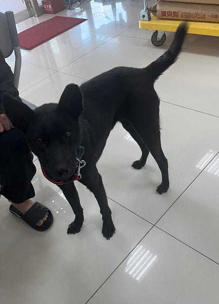 【待認養】混種犬 狗 (男生) - 苗栗縣動物保護教育園區