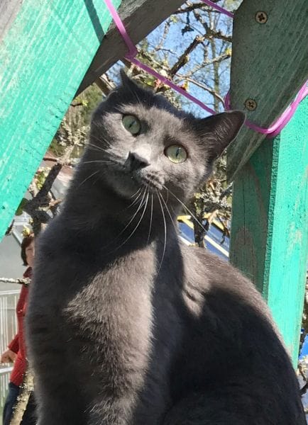 好狗仔寵物旅店