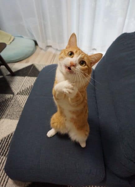 悠樂寵物有限公司