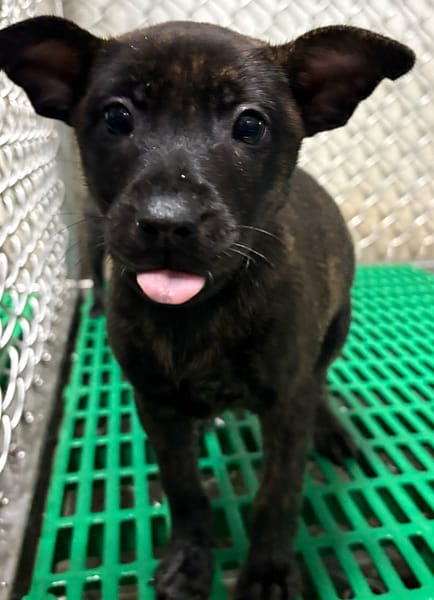 【待認養】混種犬 狗 (女生) - 臺東縣動物收容中心