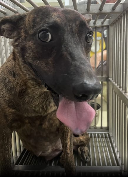 【待認養】混種犬 狗 (女生) - 嘉義市動物保護教育園區