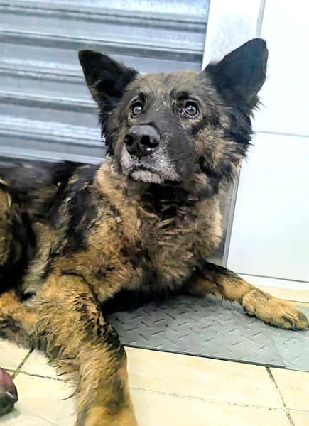 【待認養】混種犬 狗 (男生) - 新竹縣動物保護教育園區