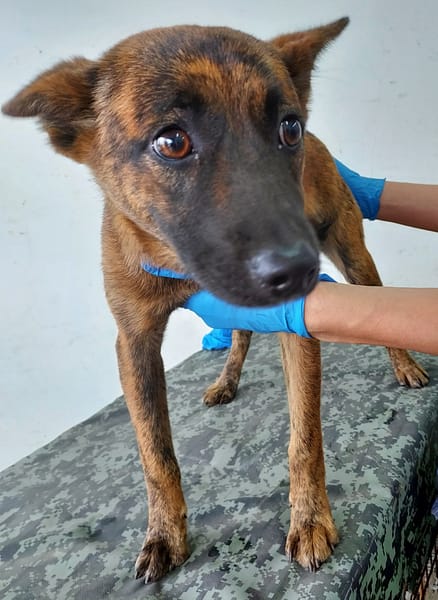 【待認養】混種犬 狗 (女生) - 花蓮縣狗貓躍動園區