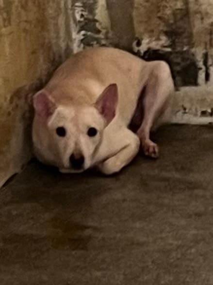 【待認養】混種犬 狗 (女生) - 苗栗縣動物保護教育園區