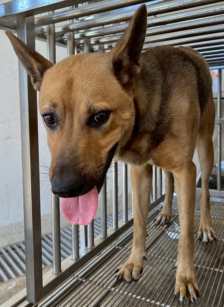 【待認養】混種犬 狗 (男生) - 花蓮縣狗貓躍動園區