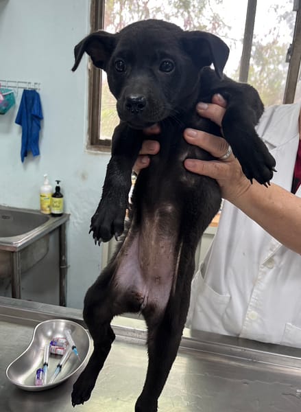 【待認養】混種犬 狗 (女生) - 彰化縣流浪狗中途之家