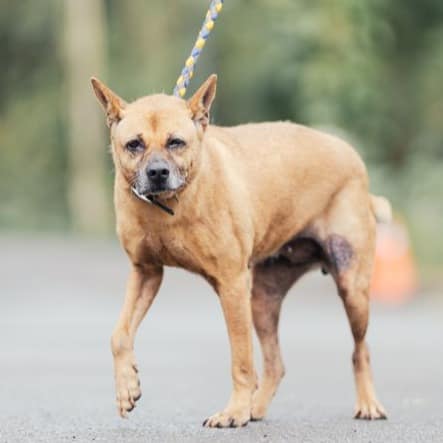 【待認養】混種犬 狗 (女生) - 新北市中和區公立動物之家