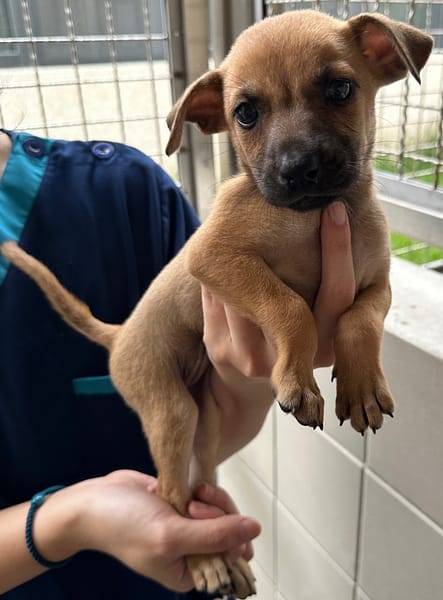 【待認養】混種犬 狗 (女生) - 花蓮縣狗貓躍動園區