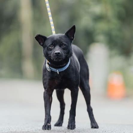 【待認養】混種犬 狗 (女生) - 新北市中和區公立動物之家