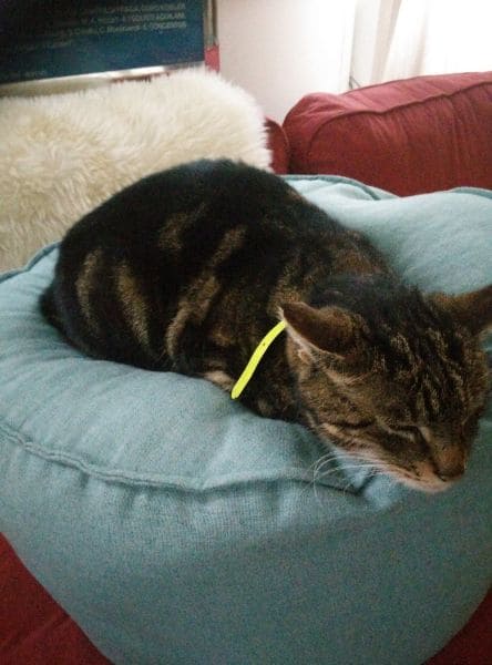 祺福愛犬美容屋