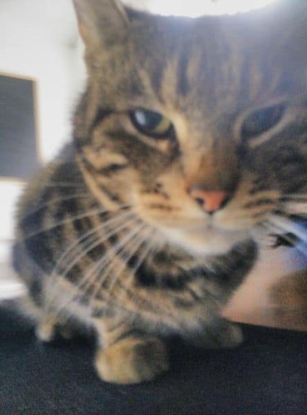 陸壹寵貓企業社