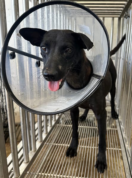 【待認養】混種犬 狗 (女生) - 花蓮縣狗貓躍動園區