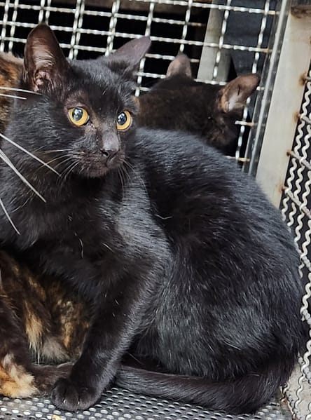 【待認養】混種貓 貓 (男生) - 新北市三芝區公立動物之家