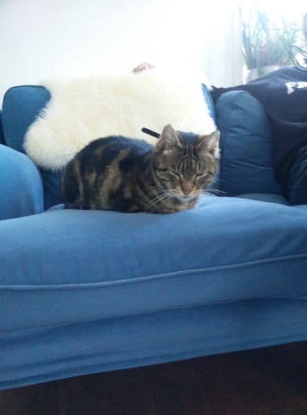 蘇嚕蘇嚕寵物美容