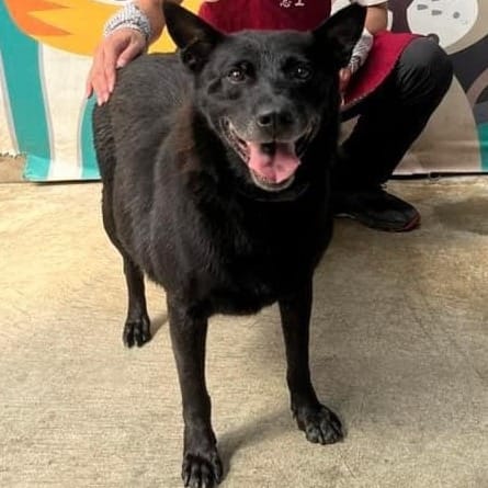 【待認養】混種犬 狗 (男生) - 新北市新店區公立動物之家