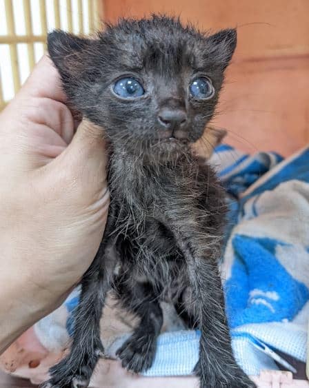 【待認養】混種貓 貓 (男生) - 新北市中和區公立動物之家