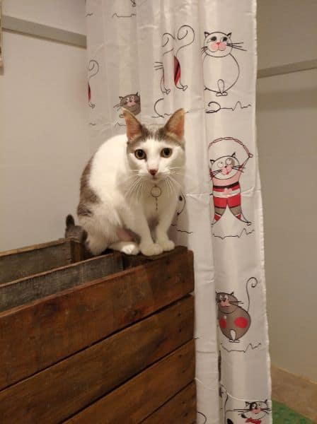 小安可愛犬美容