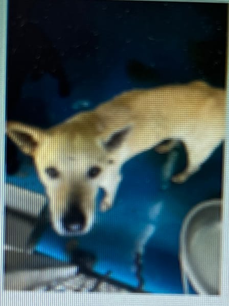 【待認養】混種犬 狗 (男生) - 苗栗縣動物保護教育園區