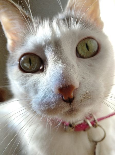 MoMo寵物精品旅店