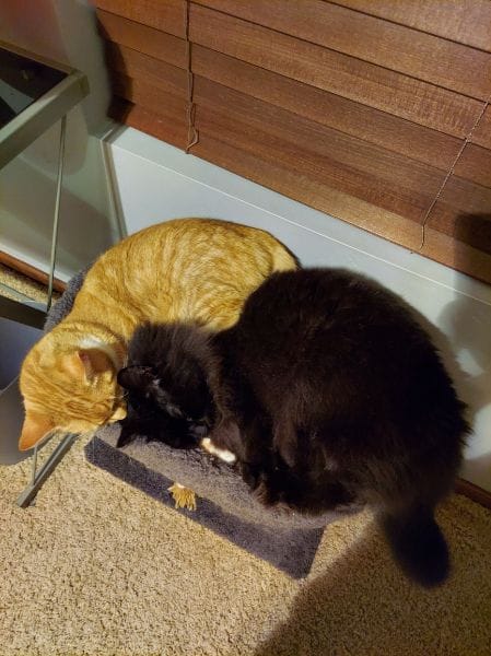 八八寵物沙龍館