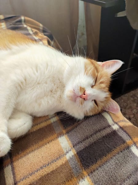 愛犬家寵物廣場