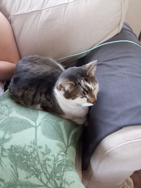 東森寵物雲股份有限公司佳里新生分公司