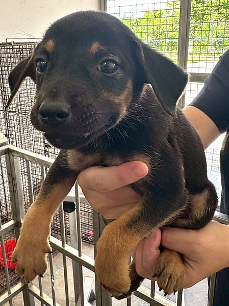 【待認養】混種犬 狗 (男生) - 花蓮縣狗貓躍動園區