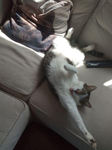 泡泡澡寵物沙龍