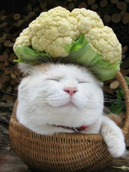 軒軒寵物美容坊