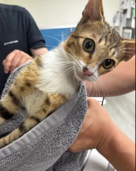 【待認養】混種貓 貓 (女生) - 新北市五股區公立動物之家