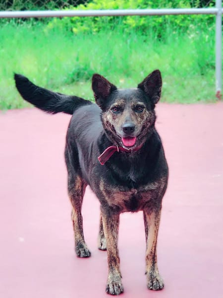 【待認養】混種犬 狗 (女生) - 新北市中和區公立動物之家