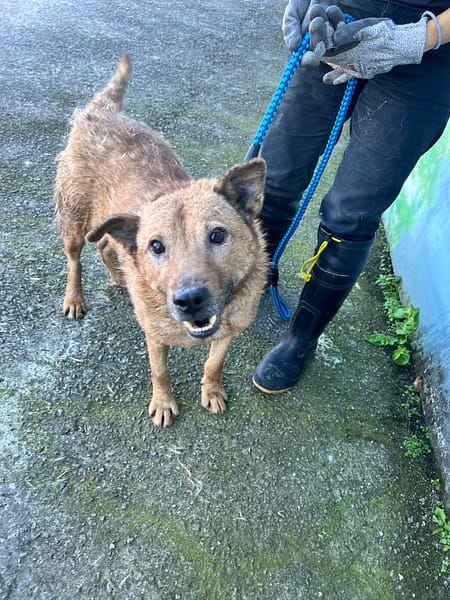 【待認養】混種犬 狗 (男生) - 新北市三芝區公立動物之家