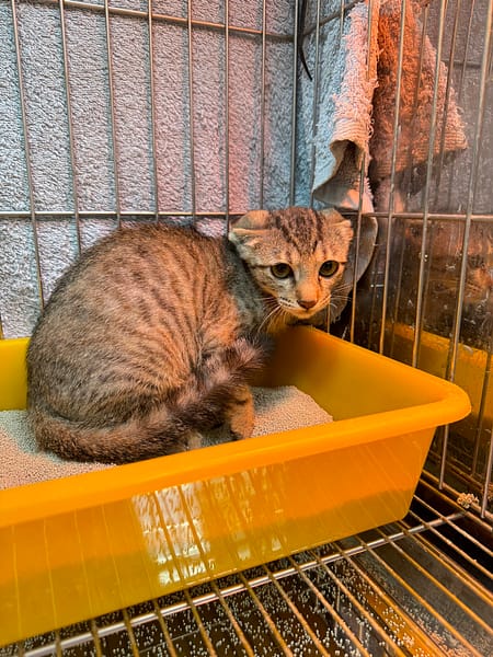 【待認養】混種貓 貓 (女生) - 新北市八里區公立動物之家