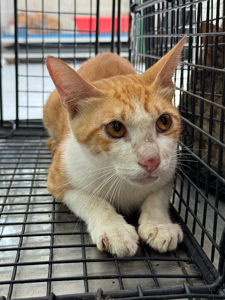 【待認養】混種貓 貓 (男生) - 苗栗縣動物保護教育園區