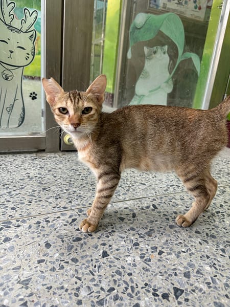 【待認養】混種貓 貓 (女生) - 苗栗縣動物保護教育園區