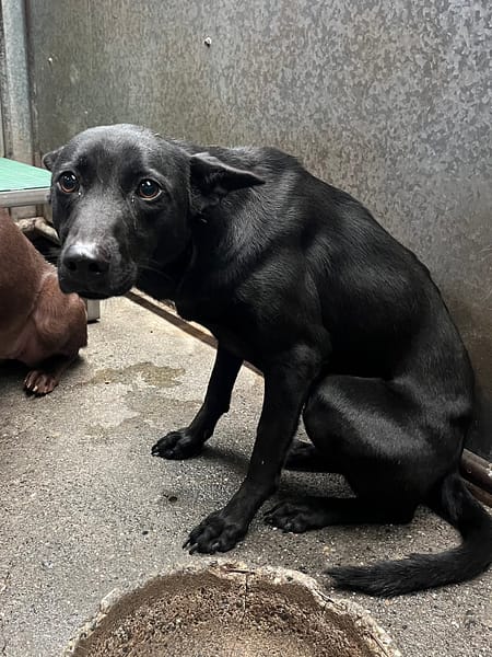 【待認養】混種犬 狗 (女生) - 彰化縣流浪狗中途之家