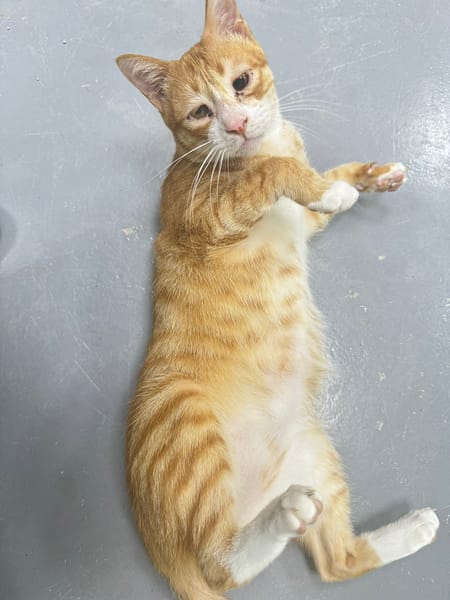 【待認養】混種貓 貓 (男生) - 新北市八里區公立動物之家