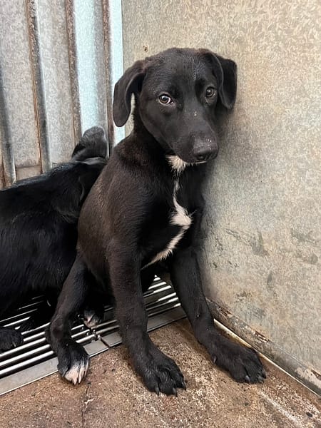 【待認養】混種犬 狗 (女生) - 彰化縣流浪狗中途之家