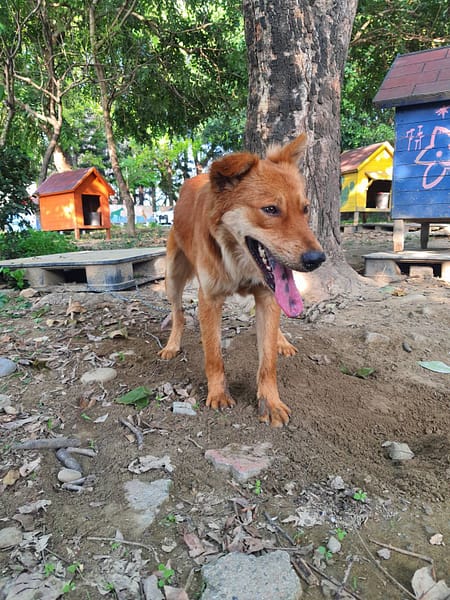 【待認養】混種犬 狗 (男生) - 臺南市動物之家善化站