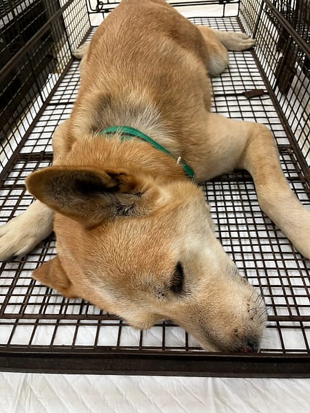 【待認養】混種犬 狗 (男生) - 金門縣動物收容中心