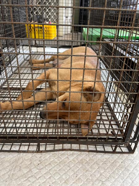 【待認養】混種犬 狗 (女生) - 金門縣動物收容中心