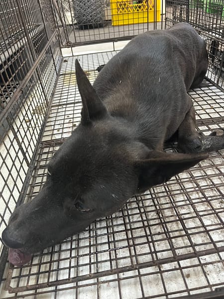 【待認養】混種犬 狗 (男生) - 金門縣動物收容中心