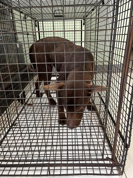 【待認養】混種犬 狗 (女生) - 金門縣動物收容中心