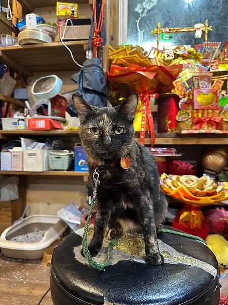 【急尋】混種貓 - 大園區忠孝一街53號 (玳瑁)