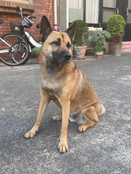 【急尋】混種犬 - 苗栗縣頭份市土牛里3鄰35號 (棕黃色)